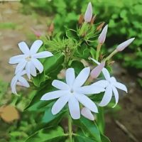 fiore