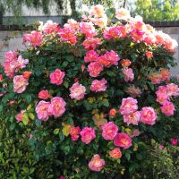 fiore