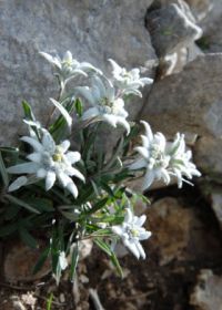 Fiori