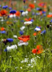Fiori